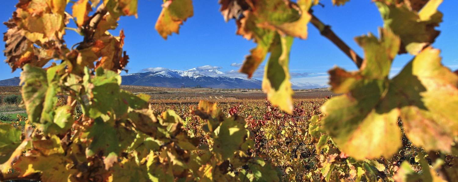 Ruta de la Garnacha